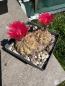 Preview: Gymnocalycium baldianum